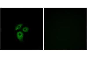 Immunofluorescence analysis of A549 cells, using CD234 Antibody. (DARC 抗体  (AA 1-50))