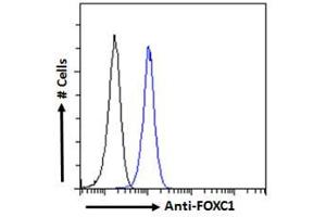 ABIN185028 Flow cytometric analysis of paraformaldehyde fixed HEK293 cells (blue line), permeabilized with 0. (FOXC1 抗体  (C-Term))