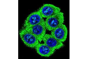Confocal immunofluorescent analysis of TL2 Antibody (Center) (ABIN655338 and ABIN2844903) with 293 cell followed by Alexa Fluor 488-conjugated goat anti-rabbit lgG (green). (PATL2 抗体  (AA 168-196))