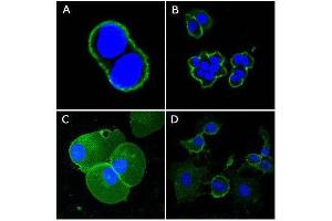 Confocal immunofluorescence analysis of methanol-fixed A431 (A), Hela (B), PANC-1 (C) and EC (D) cells using CD44 mouse mAb (green), showing membrane localization. (CD44 抗体)