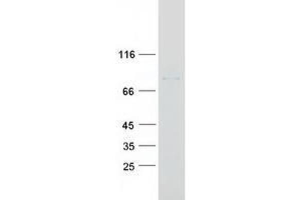 ZBTB2 Protein (Myc-DYKDDDDK Tag)