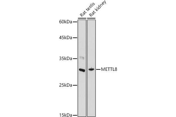 METTL8 抗体