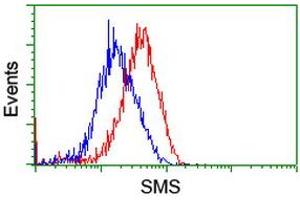 Flow cytometric Analysis of Hela cells, using anti-SMS antibody (ABIN2454723), (Red), compared to a nonspecific negative control antibody, (Blue). (SMS 抗体)