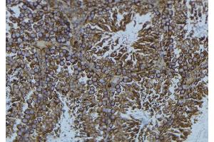 ABIN6276631 at 1/100 staining Mouse testis tissue by IHC-P. (CDC20 抗体  (N-Term))