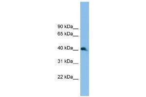 WB Suggested Anti-Nkx2-3 Antibody Titration:  0. (NK2 Homeobox 3 抗体  (C-Term))