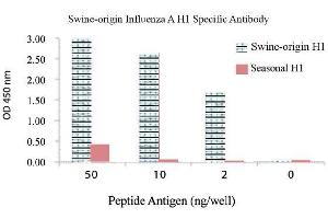 Image no. 1 for anti-Influenza A Virus H1N1 antibody  (ABIN356432) (Influenza A Virus H1N1 抗体 )