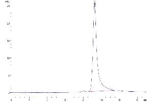 The purity of Human Ephrin-A4 is greater than 95 % as determined by SEC-HPLC.