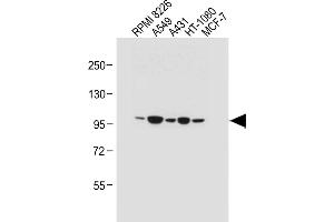 Western Blotting (WB) image for anti-Rhomboid 5 Homolog 2 (RHBDF2) (AA 80-109), (N-Term) antibody (ABIN657511)