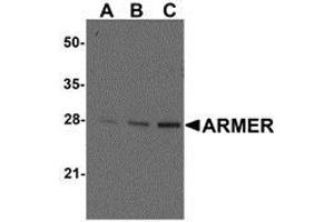 Western blot ana-lysis of ARMER in mouse small intestine tissue lysates with AP30081PU-N ARMER antibody at (A) 0. (ARL6IP1 抗体  (C-Term))