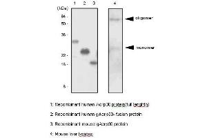 The recombinant proteins and mouse liver lysates were resolved by SDS-PAGE, transferred to PVDF membrane and probed with anti-human adiponectin antibody (1:500). (ADIPOQ 抗体  (AA 15-244))