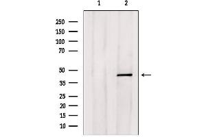 Western blot analysis of extracts from HepG2, using E2F4 Antibody. (E2F4 抗体)