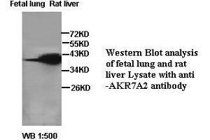 Image no. 2 for anti-Aflatoxin Beta1 Aldehyde Reductase (AKR7A2) antibody (ABIN791187) (AKR7A2 抗体)