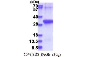 ANTXR2 Protein (AA 34-317) (His tag)