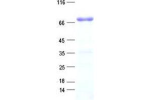 Validation with Western Blot (FAM196B Protein (His tag))