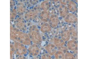 Used in DAB staining on fromalin fixed paraffin- embedded kidney tissue (PNP 抗体  (AA 1-286))