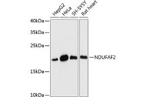 Western blot analysis of extracts of various cell lines, using NDUF antibody (ABIN7268806) at 1:3000 dilution. (NDUFAF2 抗体  (AA 1-169))