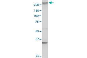 AKAP13 monoclonal antibody (M10), clone 3D6. (AKAP13 抗体  (AA 1-110))