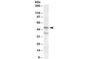 Western blot testing of KELLY lysate with HTR7 antibody at 1ug/ml. (HTR7 抗体)