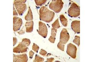 IHC analysis of FFPE human skeletal muscle stained with NRP1 antibody (Neuropilin 1 抗体  (AA 722-750))