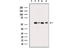 Western blot analysis of extracts from various samples, using PDIA6 Antibody. (PDIA6 抗体  (C-Term))