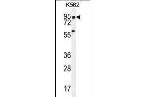 PLEKHA4 Antibody (N-term) (ABIN655718 and ABIN2845168) western blot analysis in K562 cell line lysates (35 μg/lane). (PLEKHA4 抗体  (N-Term))