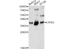 Western blot analysis of extracts of various cell lines, using LYPD3 antibody (ABIN6293324) at 1:1000 dilution. (LYPD3 抗体)
