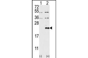 Western blot analysis of DUSP13 (arrow) using DUSP13-M1 Antibody (N-term) (ABIN392875 and ABIN2842283). (DUSP13-M1 (AA 1-30), (N-Term) 抗体)