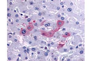 Anti-SYVN1 / HRD1 antibody IHC of human liver. (SYVN1 抗体  (Internal Region))