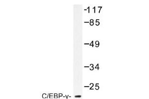 Image no. 1 for anti-CCAAT/enhancer Binding Protein (C/EBP), gamma (CEBPG) antibody (ABIN317609) (CEBPG 抗体)