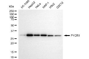 Western blotting analysis using PYCR1 antibody (ABIN7800078).