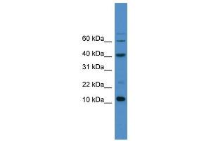 WB Suggested Anti-CASP3 Antibody Titration: 0. (Caspase 3 抗体  (C-Term))