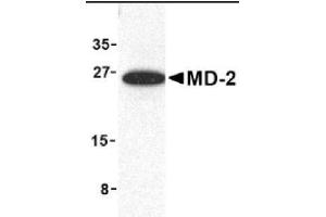 Image no. 1 for anti-Lymphocyte Antigen 96 (LY96) (Middle Region) antibody (ABIN265133) (LY96 抗体  (Middle Region))