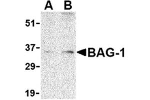 Image no. 1 for anti-BCL2-Associated Athanogene (BAG1) (N-Term) antibody (ABIN318740) (BAG1 抗体  (N-Term))