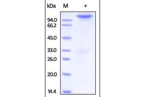 Human Neuropilin-1, Fc Tag on SDS-PAGE under reducing (R) condition.