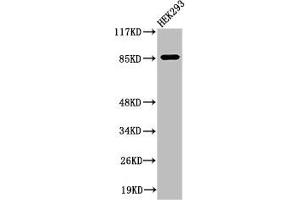 Western Blot analysis of 293 cells using Cleaved-MPO 89k (A49) Polyclonal Antibody (Myeloperoxidase 抗体  (Cleaved-Ala49))