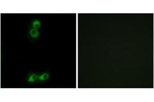 Immunofluorescence analysis of MCF7 cells, using OR10J5 Antibody. (OR10J5 抗体  (AA 220-269))