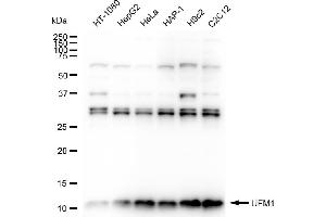 Western blotting analysis using UFM1 antibody (ABIN7800756). (Recombinant UFM1 抗体)