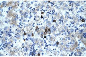 Human Liver; PCYOX1 antibody - C-terminal region in Human Liver cells using Immunohistochemistry (PCYOX1 抗体  (C-Term))