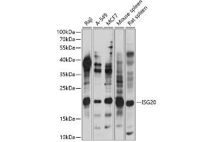 Western blot analysis of extracts of various cell lines, using ISG20 antibody (ABIN7267961) at 1:1000 dilution. (ISG20 抗体  (AA 1-70))