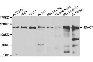 Western blot analysis of extracts of various cell lines, using HDAC7 antibody (ABIN5974387) at 1/1000 dilution. (HDAC7 抗体)