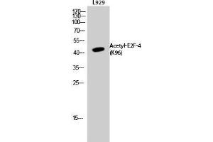 Western Blot (WB) analysis of L929 cells using Acetyl-E2F-4 (K96) Polyclonal Antibody.