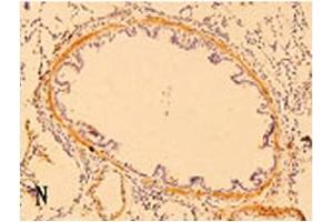 Immunohistochemistry image of ß-Defensin 3 staining in paraffn section of rat lung tissue. (Defensin beta 3 抗体  (AA 6-22))