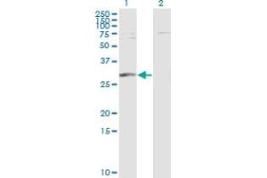 Western Blot analysis of PGAM1 expression in transfected 293T cell line by PGAM1 monoclonal antibody (M01), clone 2G1-A6. (PGAM1 抗体  (AA 1-254))