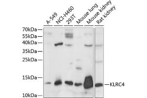 Western blot analysis of extracts of various cell lines, using KLRC4 antibody (ABIN7268115) at 1:1000 dilution. (KLRC4 抗体  (AA 1-55))