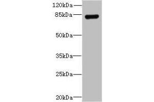 Western blot All lanes: TGS1 antibody at 8 μg/mL + Mouse heart tissue Secondary Goat polyclonal to rabbit IgG at 1/10000 dilution Predicted band size: 97 kDa Observed band size: 85 kDa (TGS1 抗体  (AA 713-853))