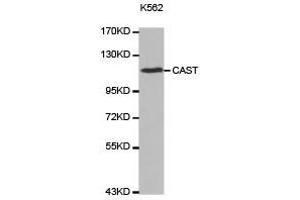 Western Blotting (WB) image for anti-Calpastatin (CAST) antibody (ABIN2650901) (Calpastatin 抗体)
