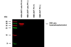 Anti-Hu CD3 zeta (pY153) Purified (clone EM-17) specificity verification by WB.