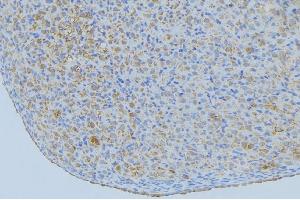 ABIN6277363 at 1/100 staining Mouse liver tissue by IHC-P. (ENPP7 抗体  (Internal Region))