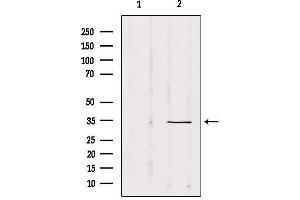 Western blot analysis of extracts from Mouse Myeloma cell, using SOX12 Antibody. (SOX12 抗体  (Internal Region))