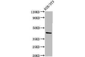 Western Blot Positive WB detected in: NIH/3T3 whole cell lysate All lanes: RBMS1 antibody at 3. (RBMS1 抗体  (AA 206-277))